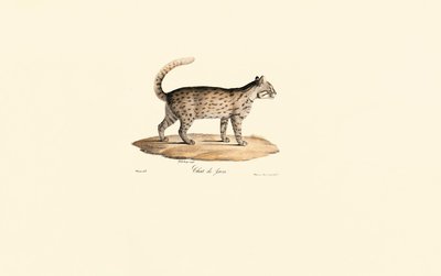 Leopard Cat by Jacques Christophe Werner