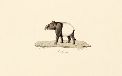 Malayan Tapir by Jacques Christophe Werner