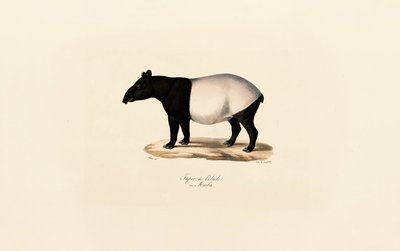 Malayan Tapir by Jacques Christophe Werner