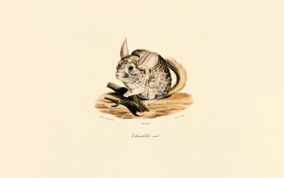 Male Chinchilla by Jacques Christophe Werner
