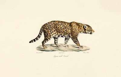 Male Jaguar by Jacques Christophe Werner