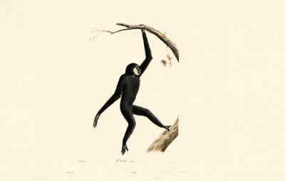 Male Siamang by Jacques Christophe Werner