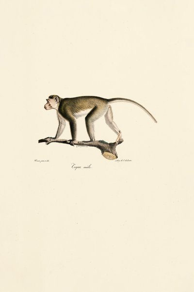 Male Squirrel Monkey by Jacques Christophe Werner