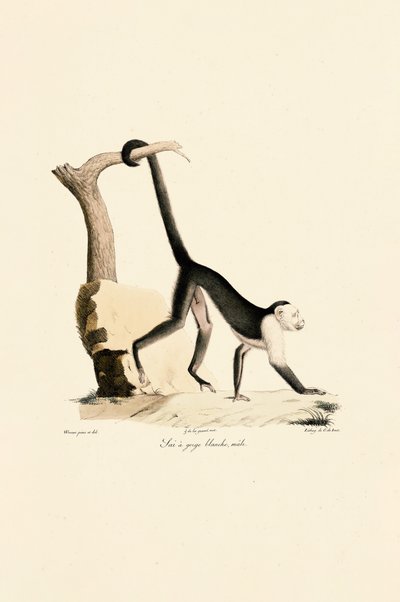 Male White-throated Capuchin by Jacques Christophe Werner