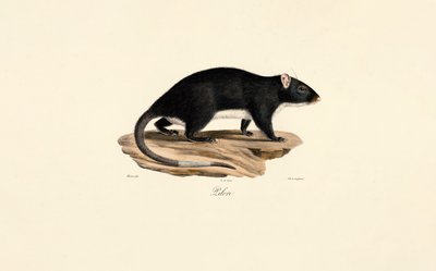 Muskrat by Jacques Christophe Werner