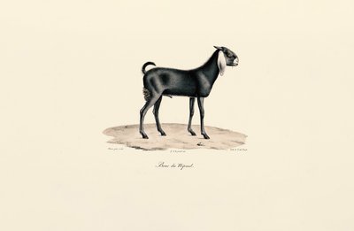 Nepalese Goat by Jacques Christophe Werner
