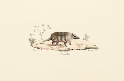 Nine-banded Armadillo by Jacques Christophe Werner