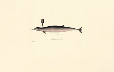 Northern Bottlenose Whale by Jacques Christophe Werner