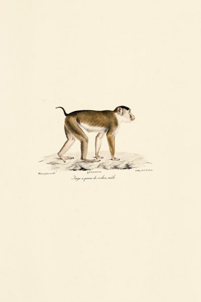 Pig-tailed Macaque (Male) by Jacques Christophe Werner