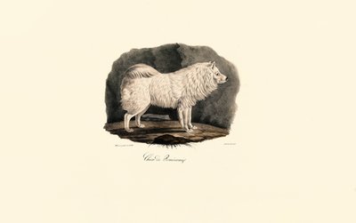 Pomeranian by Jacques Christophe Werner
