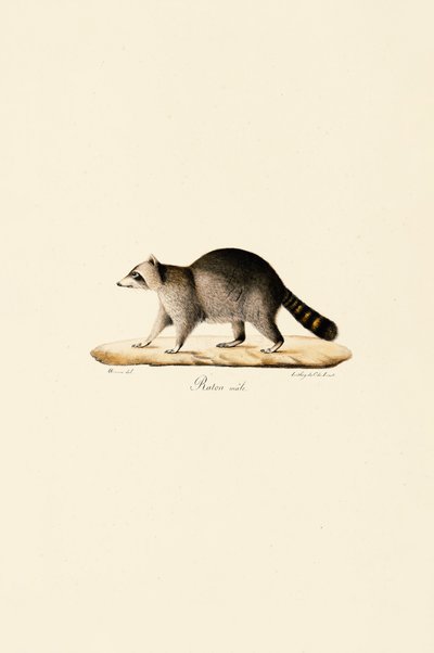 Raccoon (Male) by Jacques Christophe Werner
