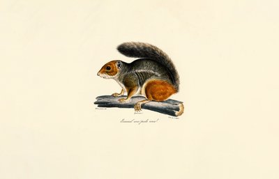 Red-tailed Chipmunk by Jacques Christophe Werner