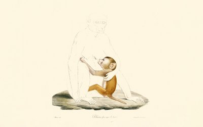 Rhesus Macaque Infant by Jacques Christophe Werner