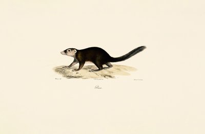 Ring-tailed Vontsira by Jacques Christophe Werner