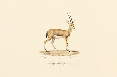 Slender-horned Gazelle, Female by Jacques Christophe Werner