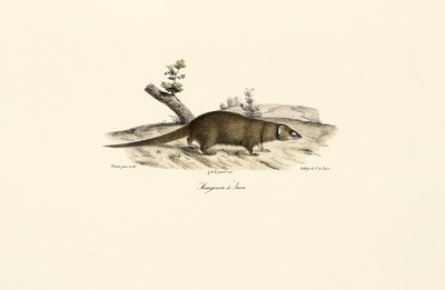 Small Asian Mongoose by Jacques Christophe Werner