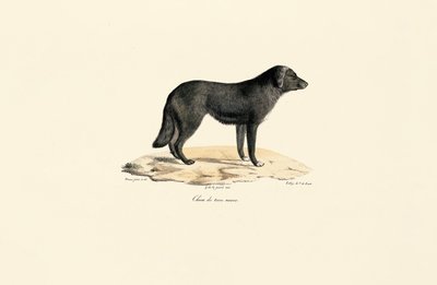 South American Skunk by Jacques Christophe Werner