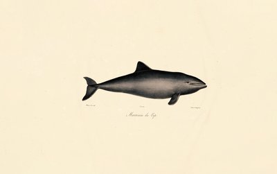 Southern Right Whale Dolphin by Jacques Christophe Werner