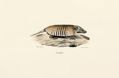 Southern Three-banded Armadillo by Jacques Christophe Werner