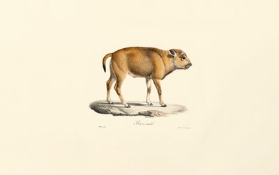 Takin by Jacques Christophe Werner