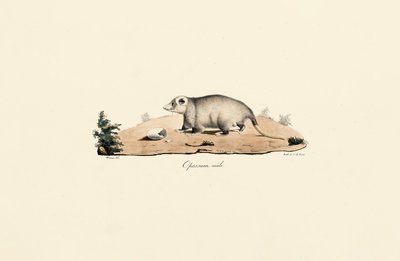 Virginia Opossum by Jacques Christophe Werner