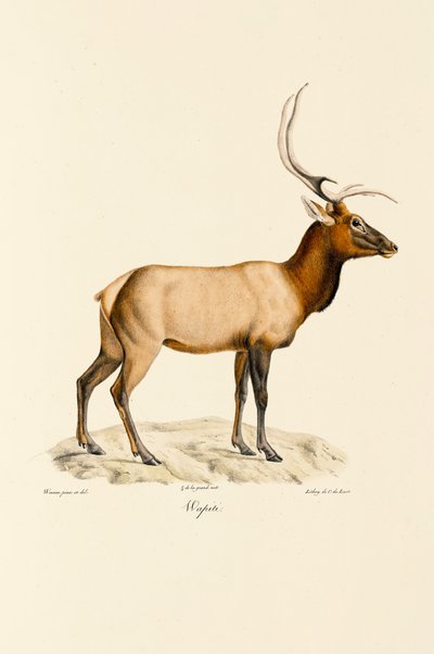 Wapiti by Jacques Christophe Werner