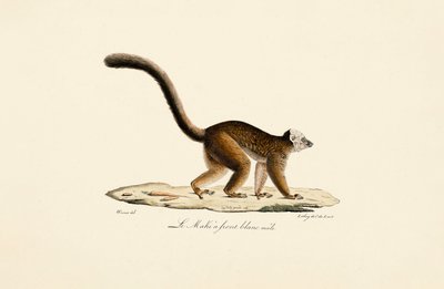 White-fronted Brown Lemur Male by Jacques Christophe Werner