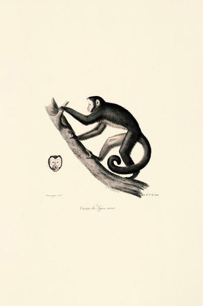 White-fronted Spider Monkey by Jacques Christophe Werner