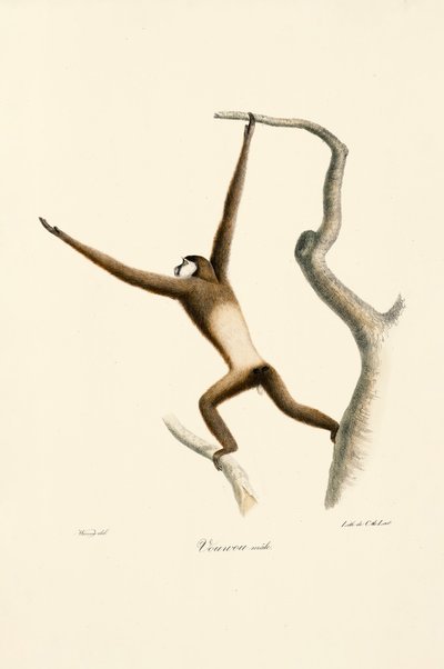 White-handed Gibbon by Jacques Christophe Werner