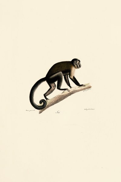 White-headed Capuchin by Jacques Christophe Werner