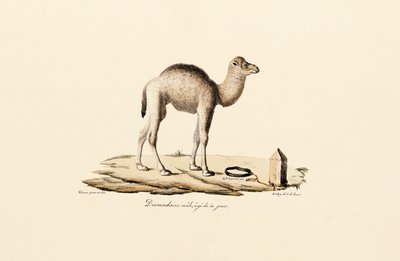 Young Dromedary Camel by Jacques Christophe Werner