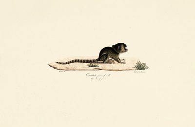 Young Female Common Marmoset by Jacques Christophe Werner