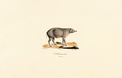 Young Male Babirusa by Jacques Christophe Werner