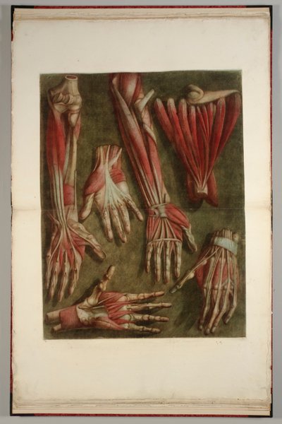 A Group of Dissected Hands by Jacques Fabien Gautier dAgoty