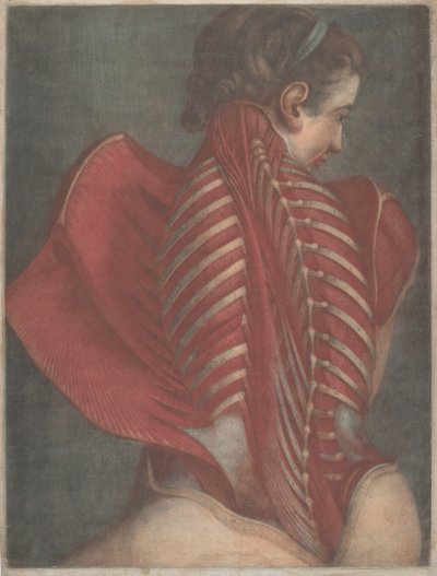 The Anatomical Angel by Jacques Fabien Gautier dAgoty