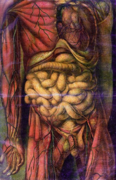 Torso of a man showing the intestines, from 