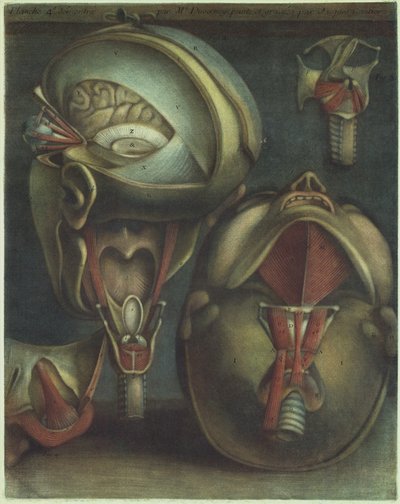 Two Views of the Head, 1746 by Jacques Fabien Gautier dAgoty