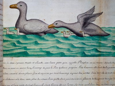 Ducks called Ploplos, Strait of Magellan, from log book by Jacques Gouin de Beauchesne by Jacques Gouin de Beauchesne