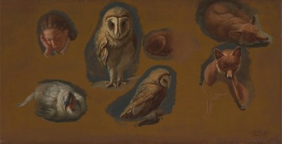 Studies of a Fox, a Barn Owl, a Peahen, and the Head of a Young Man by Jacques Laurent Agasse