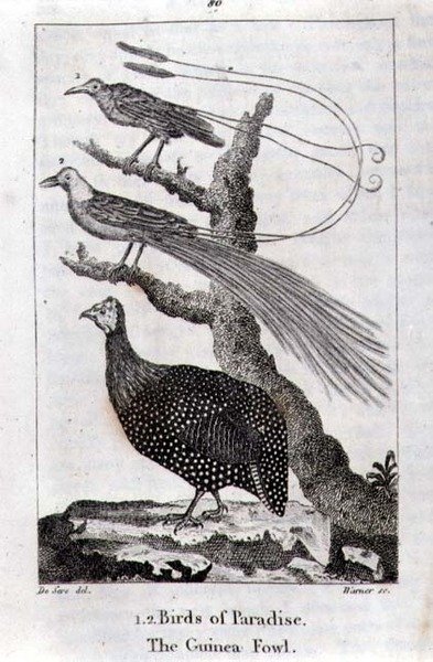 Birds of Paradise and a Guinea Fowl, from 