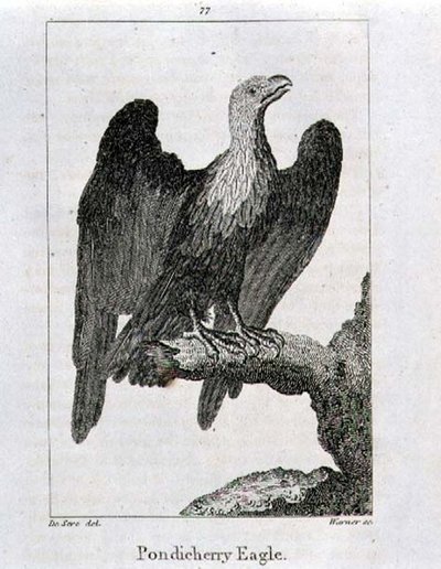Pondicherry Eagle, from 