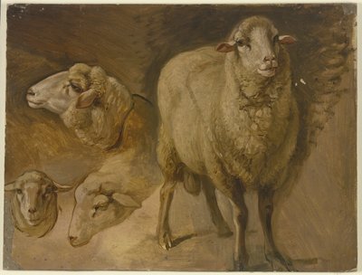 Sheep by Jakob Becker