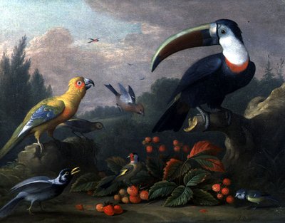 Toucan with Other Birds by Jakob Bogdani or Bogdany
