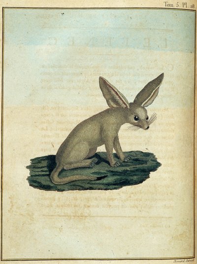 Fennec - from 
