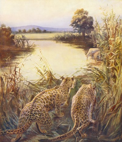 Holy Land: Leopards in 