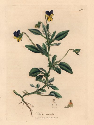 Purple and yellow pansy, Viola tricolor, from a botanical illustration by James Sowerby from William Woodville and Sir William Jackson Hooker
