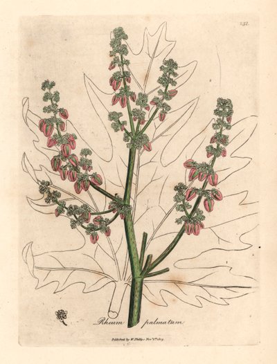 Rhubarb flowers and stalk, leaf outline, Rheum palmatum, from a botanical illustration by James Sowerby from William Woodville and Sir William Jackson Hooker