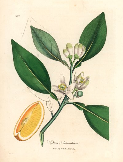 White Blossom and Ripe Fruit Segment of the Orange Tree, Citrus Aurantium, from a Botanical Illustration by James Sowerby from William Woodville and Sir William Jackson Hooker