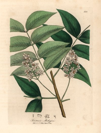 White blossomed mahogany tree, Swietenia mahogani, from a botanical illustration by James Sowerby from William Woodville and Sir William Jackson Hooker