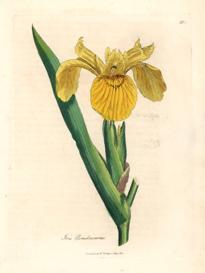 Yellow water flag, Iris pseudocorus, from a botanical illustration by James Sowerby from William Woodville and Sir William Jackson Hooker